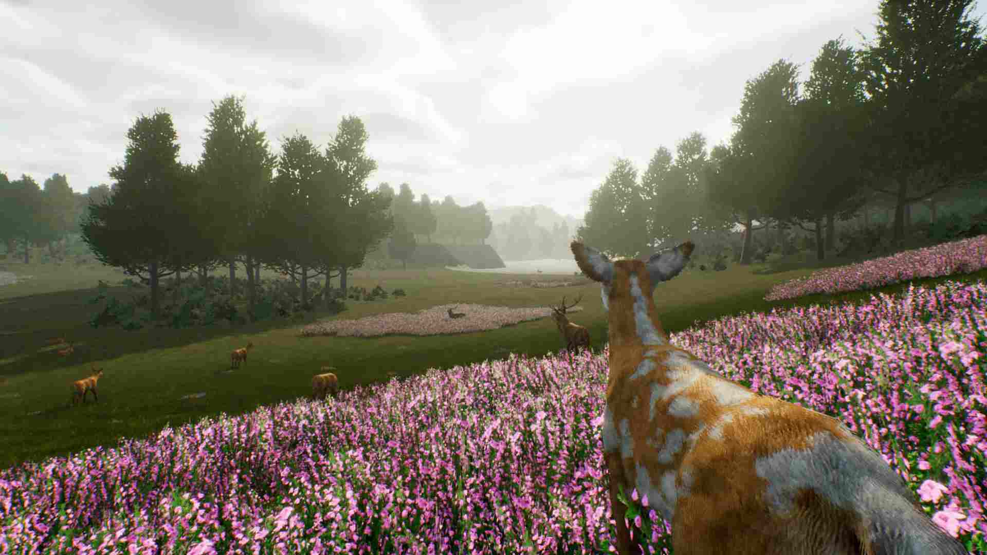 PC《鹿之旅 Deer Journey》中文版下载_1