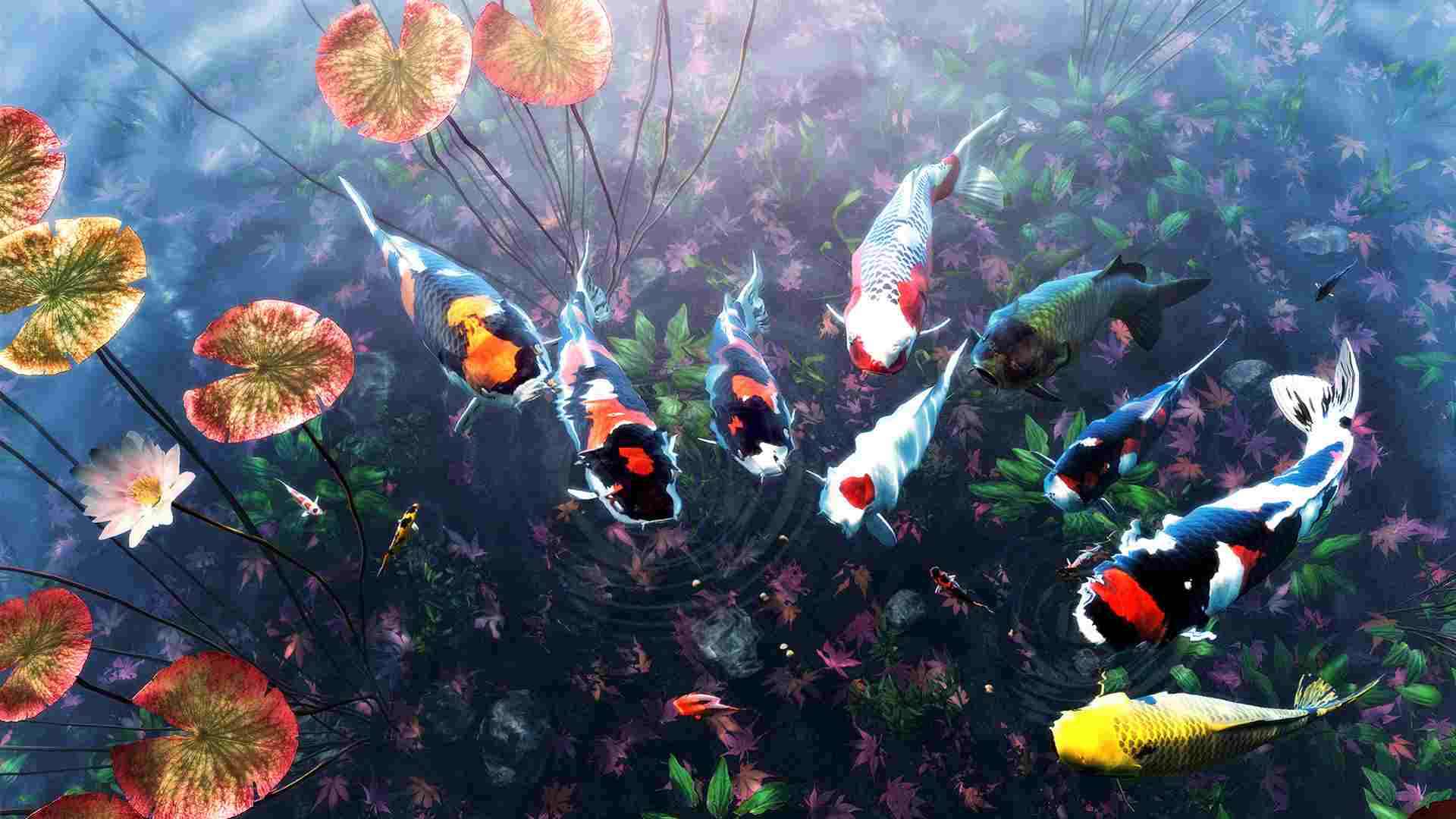 PC《我的锦鲤 My Koi》免安装中文版下载_1